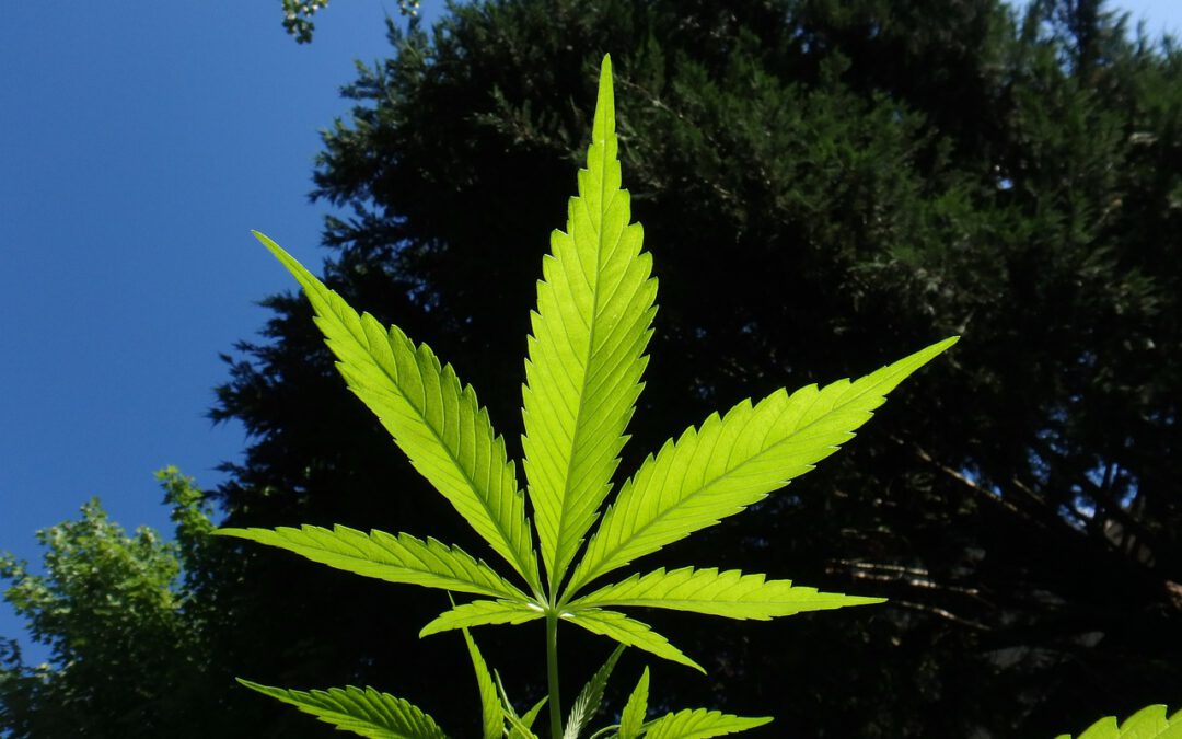 Cannabis stoppen – Bedenken ernst nehmen!