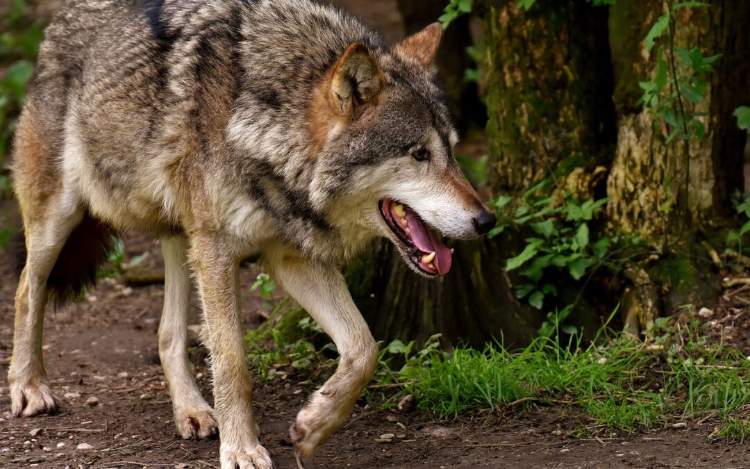 Genug geredet: Wolfsmanagement konsequent umsetzen!