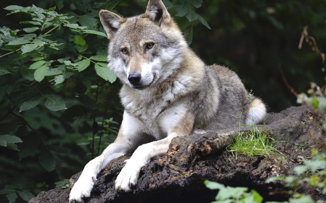 Ein aktives Wolfsmanagement ist überfällig!