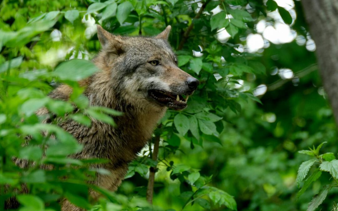 Mehr Realismus bei der Wolfspolitik in Niedersachsen!